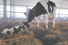 Phạt công ty nuôi bò sữa 560 triệu đồng vì vi phạm môi trường