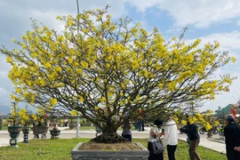 Thủ phủ mai vàng Bình Định rực rỡ hội hoa xuân