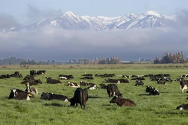 Trang trại bò sữa ở thị trấn Oxford, vùng North Canterbury (New Zealand) ngày 8-10-2018. Ảnh: AP