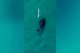 Cá voi lưng gù bơi theo sau một chiếc thuyền kayak ngoài khơi bãi biển Bondi (Úc). Ảnh: REUTERS