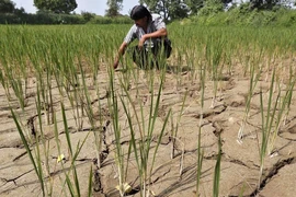 El Niño khiến thời tiết thế giới thêm khó lường 