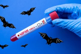 Bùng phát virus Nipah ở Ấn Độ: Nguy hiểm mức nào, lây nhiễm sao, cách phòng tránh?