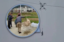 Drone chở heo vướng dây cao thế, con vật bị nướng chín còn cả làng mất điện nửa ngày 