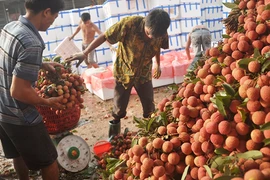 Trung Quốc trúng thầu nhiều vì Việt Nam thực hiện tốt luật (?)