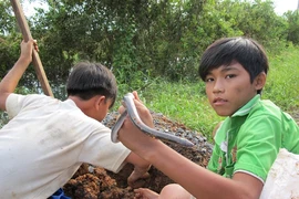 Đồng Tháp Mười mùa không lũ