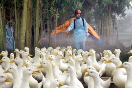 Phát hiện ổ dịch cúm gia cầm A/H5N1 đầu tiên trong năm 2015