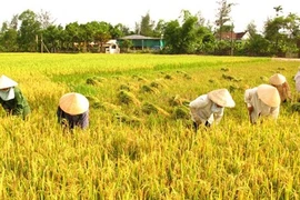 Chia cổ phần cho xã viên hơn 500.000 đồng/năm thì không đủ tiền nhậu
