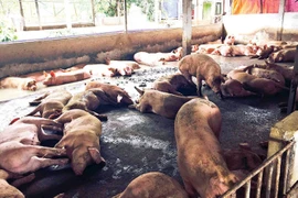 Phát hiện một công ty dược nhập số lượng lớn chất tạo nạc