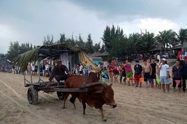 Độc đáo cuộc đua xe bò trên bãi biển ở La Gi
