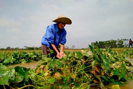 Giá nông sản tăng mạnh sau lũ vẫn không có hàng bán