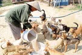 Cần đơn giản thủ tục đăng ký nuôi chó cho dân nhờ!