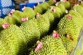 Xuất khẩu sầu riêng tăng đột biến nhờ thị trường Trung Quốc. ẢNH: TÚ UYÊN