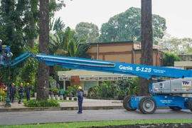 TP.HCM: Mạnh dạn thay thế cây xanh già cỗi để giảm rủi ro 