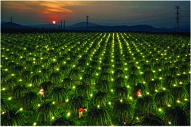 Sự tích cánh đồng ánh sáng