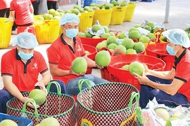 Xuất khẩu nông sản bứt phá ngoạn mục trong 9 tháng năm 2025