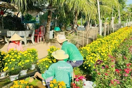 Xóm rẫy sau mùa lũ 