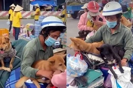Vụ tiêu hủy đàn chó: Tấn công cá nhân là hành vi tàn nhẫn 