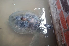 Con vích nặng 18kg dạt vào bờ biển trong cơn bão số 9