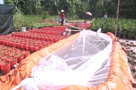 Vương quốc hoa kiểng tết bị nước mặn bủa vây 