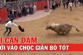 Ai can đảm mời vào chọc giận bò tót 