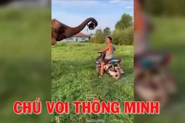Chú voi thông minh và thân thiện 
