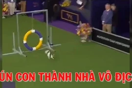 Phấn khích xem cún con thành nhà vô địch vượt chướng ngại vật