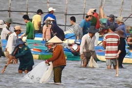 Hàng ngàn người đổ xô đi cào nghêu giống ở mũi Cà Mau
