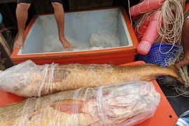 Ngư dân Cà Mau bắt được cặp cá sủ vàng 70 kg