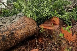 Chủ tịch huyện thua kiện vì ra quyết định xử phạt quá nhanh