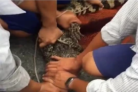 Mưa ngập lụt, dân Cà Mau bắt được hai con cá sấu sổng chuồng