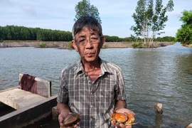 Trước tết nguyên đán 2021, cua nuôi của nông dân Cà Mau đã xuất hiện tình trạng chết bất thường. Ảnh: CTV