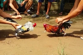 HĐND TP Bạc Liêu bãi nhiệm 1 đại biểu vì đá gà ăn tiền