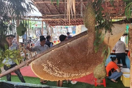 Đã xác lập kỷ lục tổ ong gác kèo lớn nhất cho U Minh Hạ