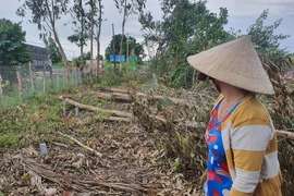 Cà Mau: 1 nhóm người ngang nhiên chặt cây của dân 