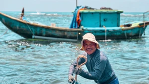 Ngư dân Quảng Ngãi vào mùa săn nhum biển ở mũi Ba Làng An