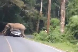 Voi điên cuồng đè bẹp ô tô, du khách hoảng sợ