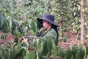 Việt Nam hình thành nhiều vùng sản xuất nông nghiệp hàng hoá quy mô lớn