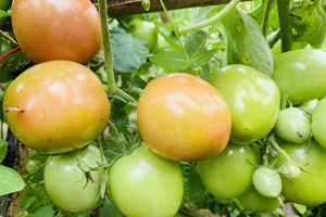 Đây là những lợi ích sức khoẻ khi uống nước ép cà chua