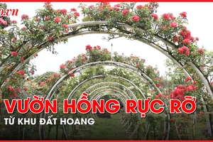 Video: Đắk Lắk: Vườn hoa hồng rực rỡ hình thành từ khu đất hoang