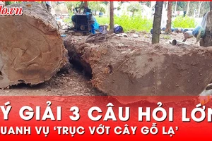 Cân nhắc lý, tình trong vụ 'trục vớt cây gỗ lạ' nhưng không được thưởng