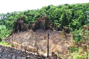 Biến 138 ha rừng phòng hộ thành đất nhà, cựu bí thư huyện ở Bình Định bị khởi tố