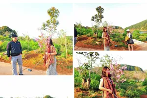 Thực hư chuyện bẻ hoa anh đào của nữ du khách ở Đà Lạt