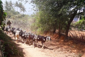 'Giấc mơ bên động Bầu Lầu' sắp thành hiện thực