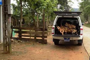 Tỉnh ủy chỉ đạo làm rõ vụ xe công chở gỗ lậu