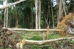 Cách chức Bí thư chi bộ công ty lâm nghiệp để mất rừng