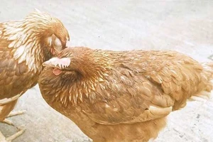 Trường mầm non mua gà bệnh làm thức ăn cho trẻ