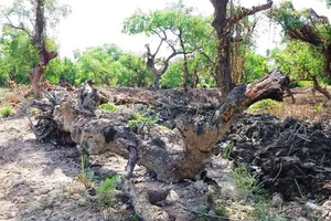 Rừng bần trăm tuổi bị đào, phá nham nhở