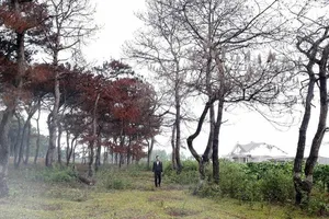 Làm 'mất' 2471 ha,nguyên trưởng ban quản lý rừng bị bắt