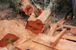Gỗ rừng Vườn quốc gia Yok Đôn lại bị đốn hạ