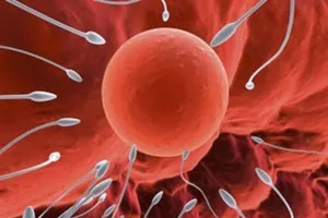 Vợ chồng hiếm muộn nên ăn gì dễ thụ thai?